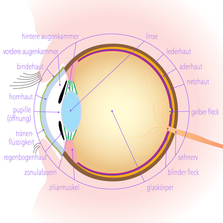 Das menschliche Auge