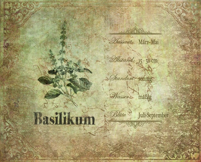 Basilikum