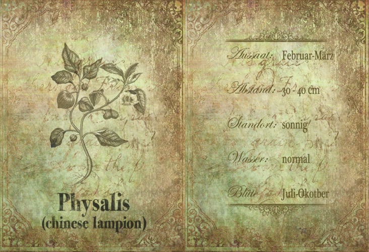 Physalis