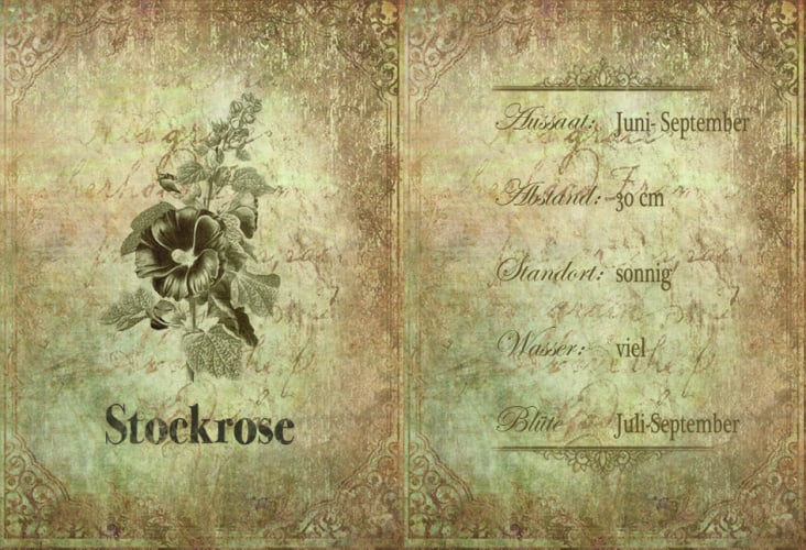 Stockrose