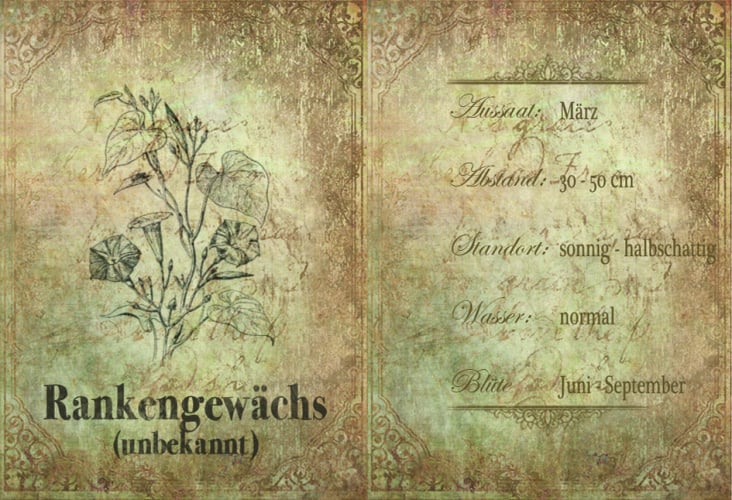 Rankengewächs