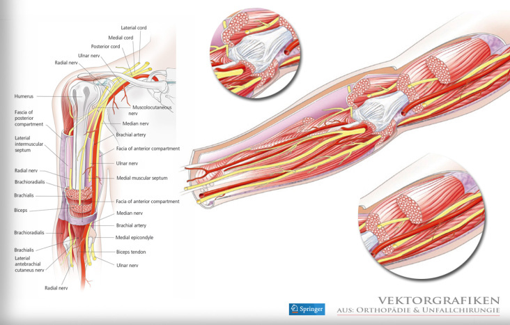 Oberarm – Muskulatur, Nerven, Sehnen