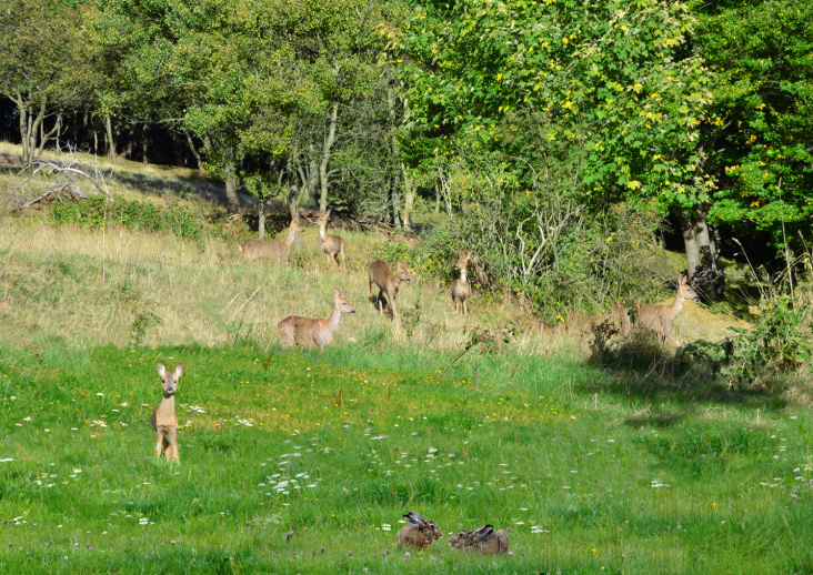 Idylle im Wald, so aber wohl eher ein Märchen (Fotomontage als Schaubild)