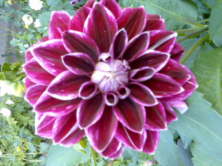 violette Dahlie