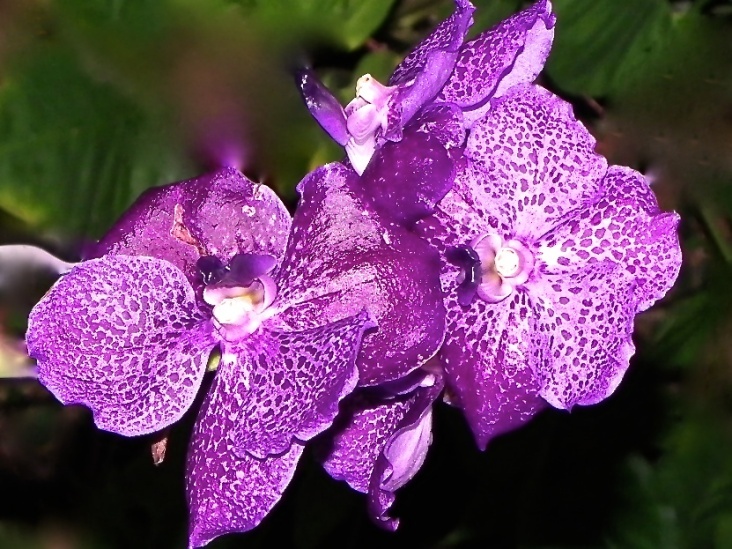 Orchidee, violett