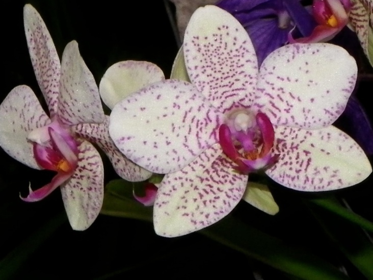 Orchidee, gespunktet