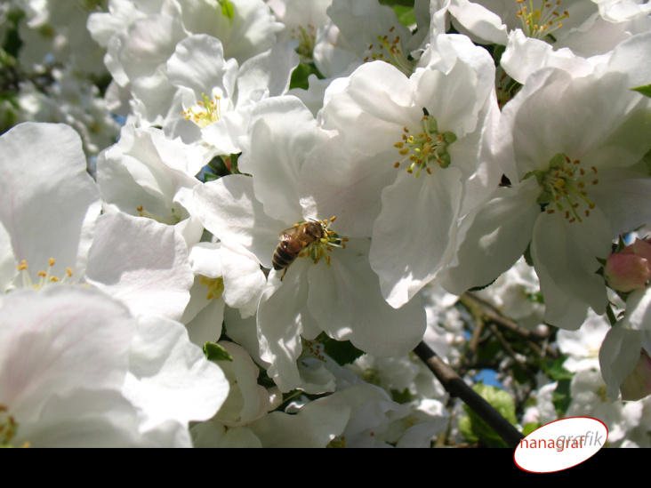 Fleißiges Bienchen