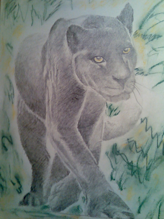 Zeichnung eines Panthers, Bleistift, Farbstift