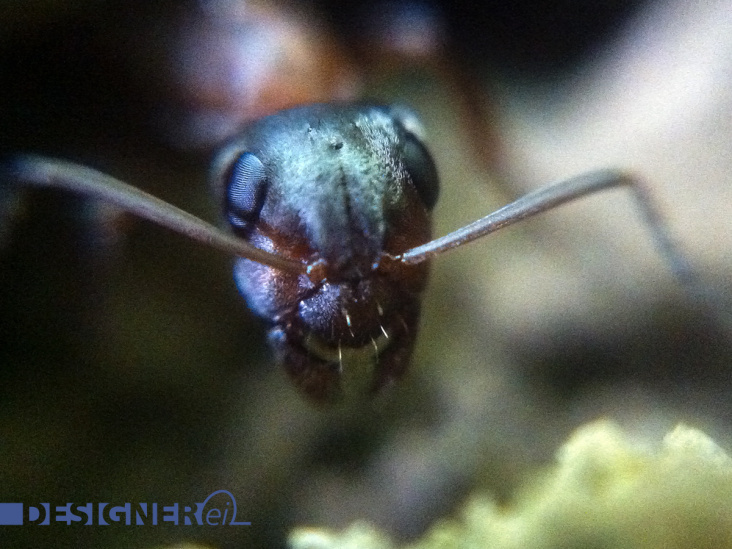 Wusstest Du das Ameisen Haare haben?