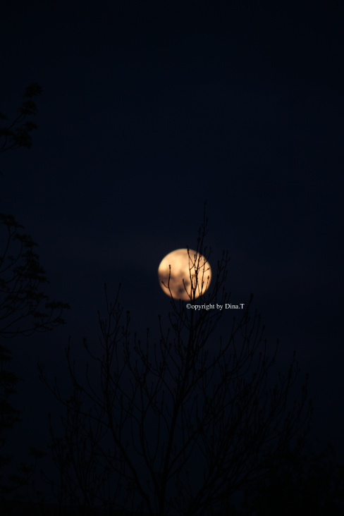 Moon -Mai 2014 © by Dina.T