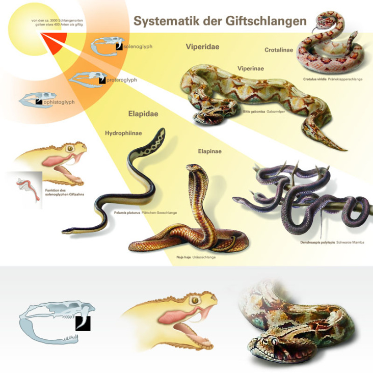 Infografik Giftschlangen