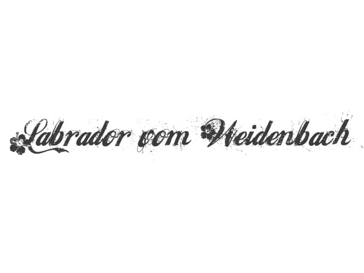 Labrador vom Weidenbach