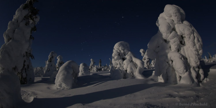 Die verschneiten Bäume des Riisitunturi-Nationalparks im Mondlicht