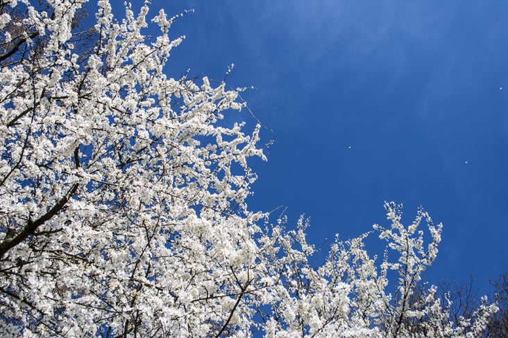 Kirschblüten