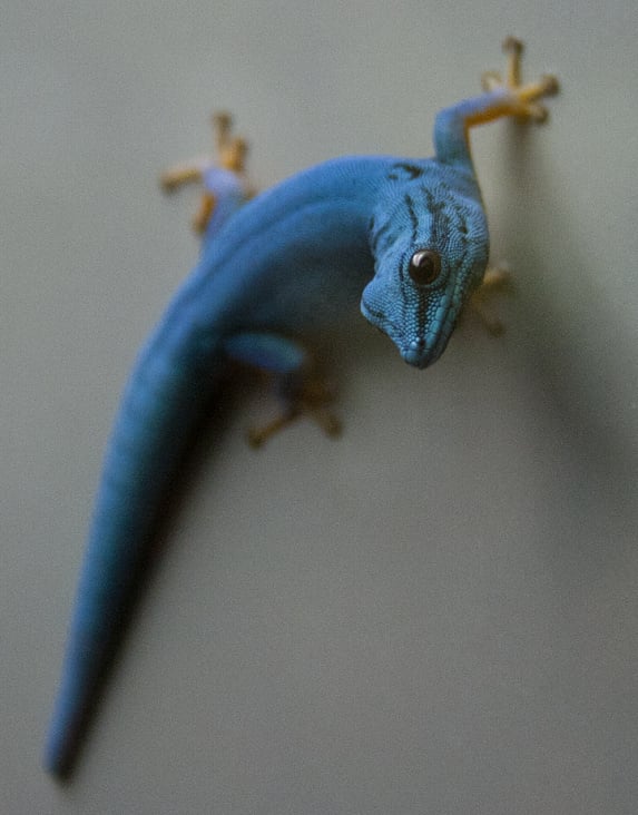 Gecko