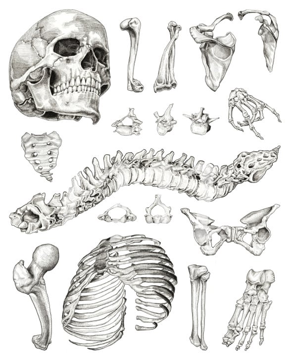 Das Skelett