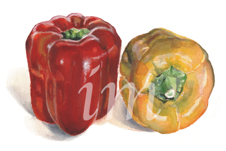 Paprika, Aquarell auf Papier