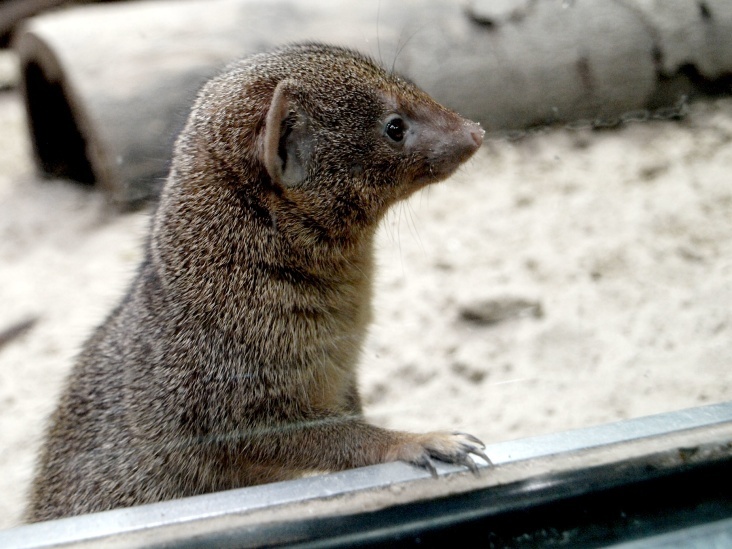 Rodent
