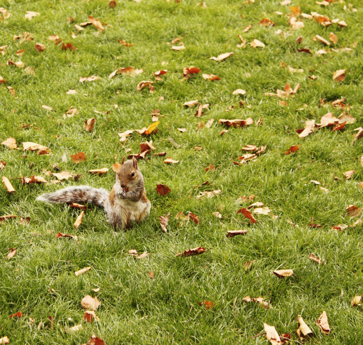 Eichhörnchen in London