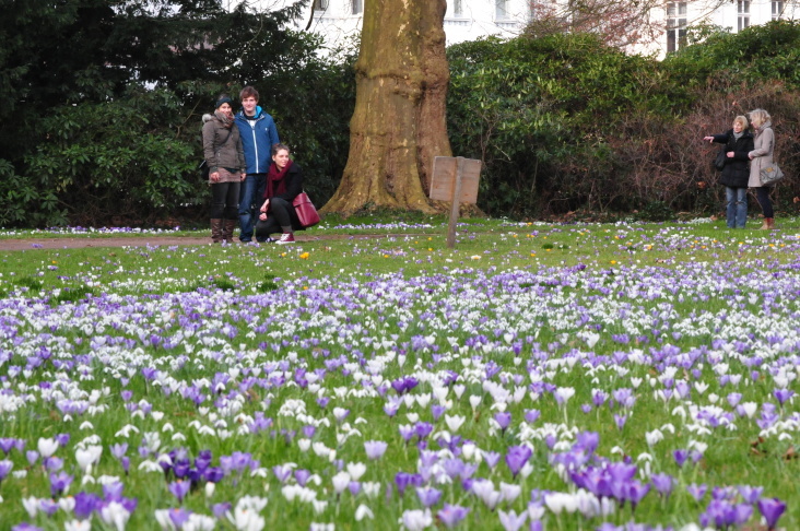 Schlossgarten Frühblüher