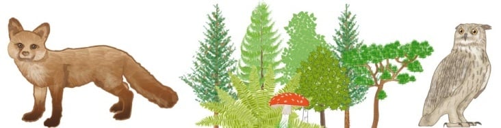 Wald Bildwörterbuch Compact