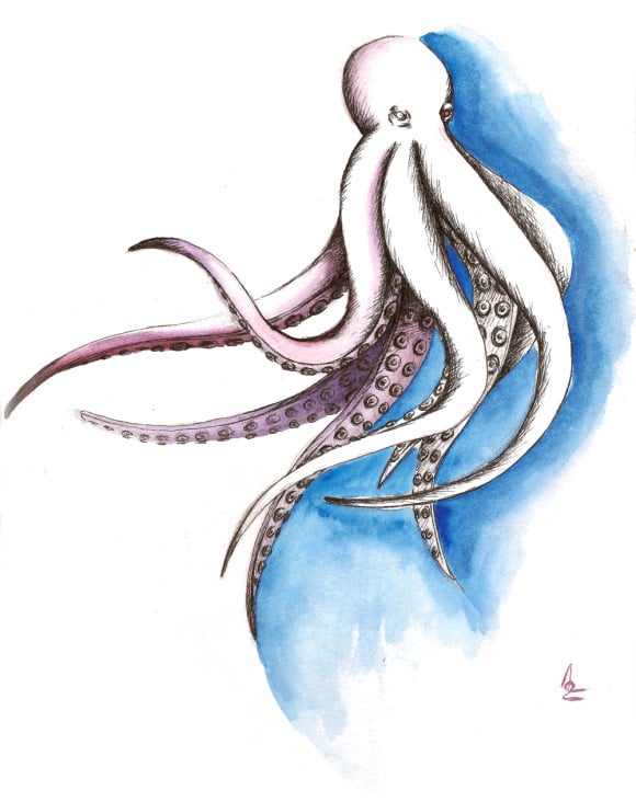 Octopus