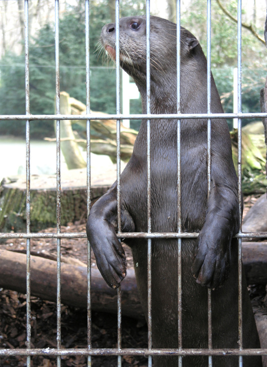 Riesenotter, Zoo Dortmund