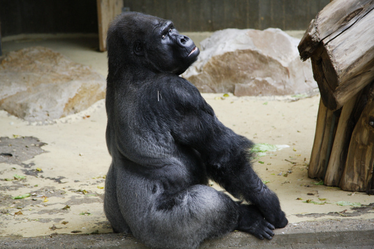 Gorilla, Silberrücken, Zoo Krefeld