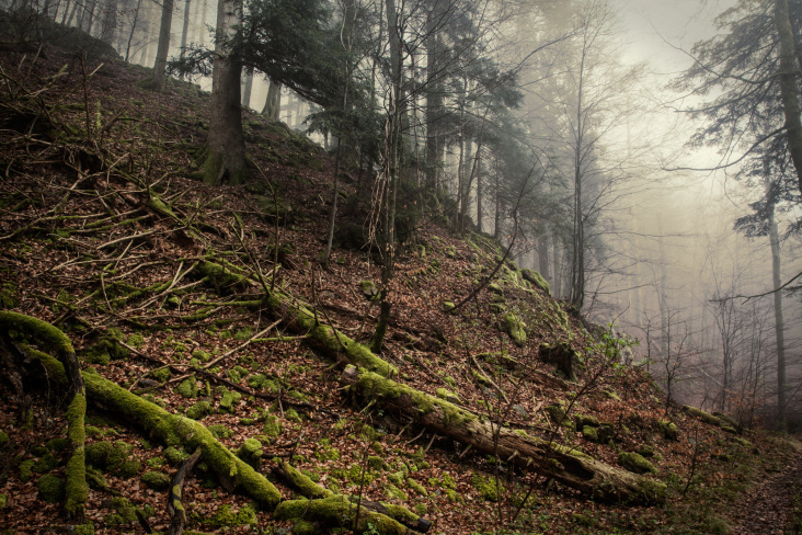 Nebel am Schluchtensteig