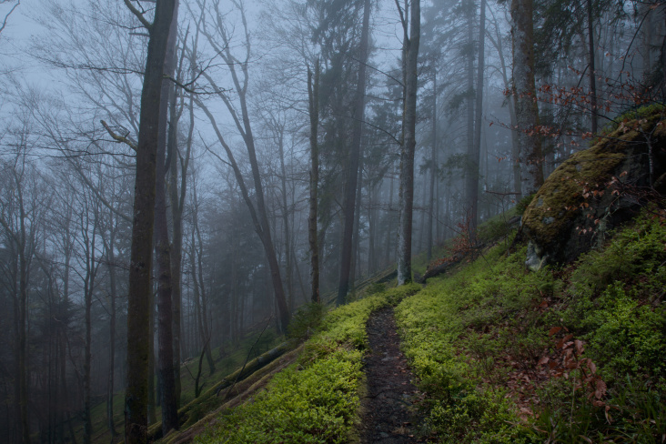 Nebel am Schluchtensteig