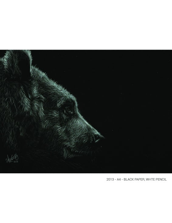 Portrait of a Bear – Black paper A4 / White color pencil