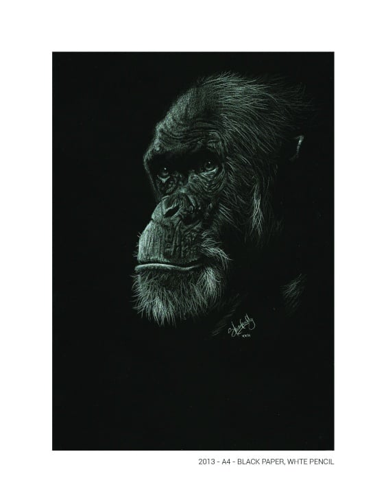 Portrait of a Chimpanzee- Black paper A4 / White color pencil