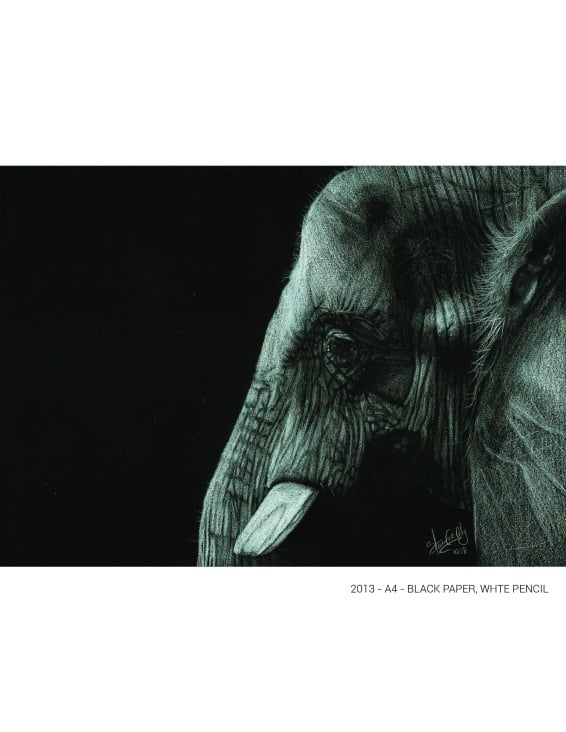 Portrait of an Elephant – Black paper A4 / White color pencil