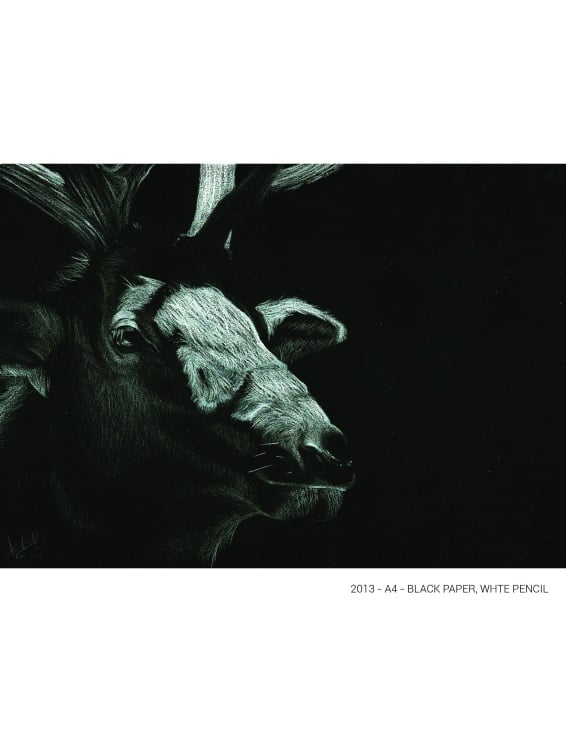 Portrait of an Elk- Black paper A4 / White color pencil