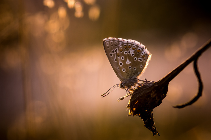 Bläuling im Abendlicht