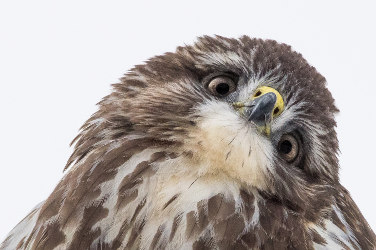 Mäusebussard im Winter