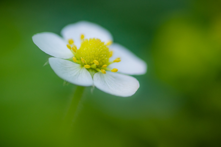 Erdbeerblüte