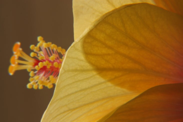 Hibiskusblüte