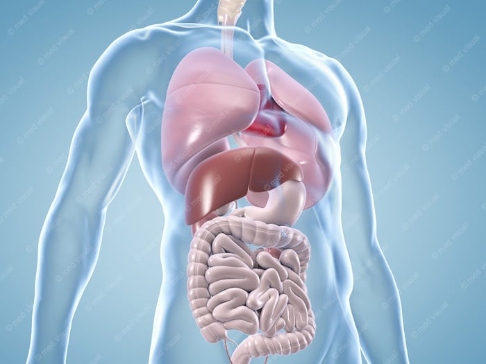 Innere Organe des Menschen: anatomische 3D-Illustrationen und medizinische Grafiken