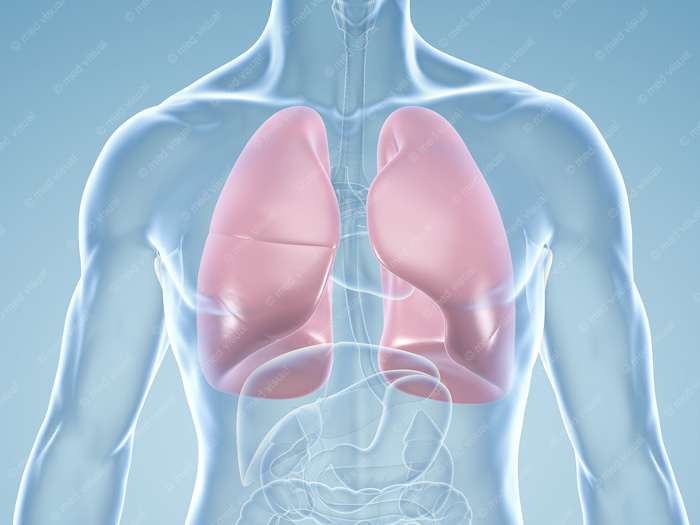 Lungen – anatomische illustration