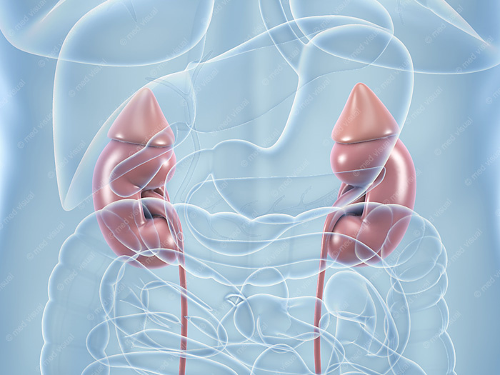 Nieren – anatomische Illustration