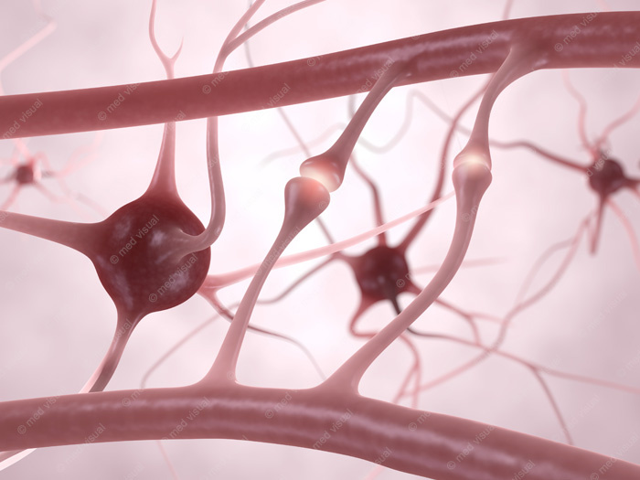 Nervenzellen, Synapsen und Neuronen – 3D Illustration