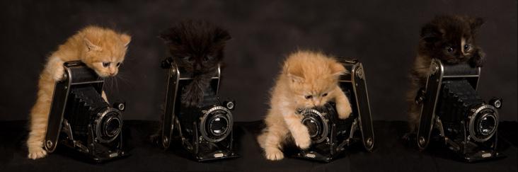 Kittens & Cameras