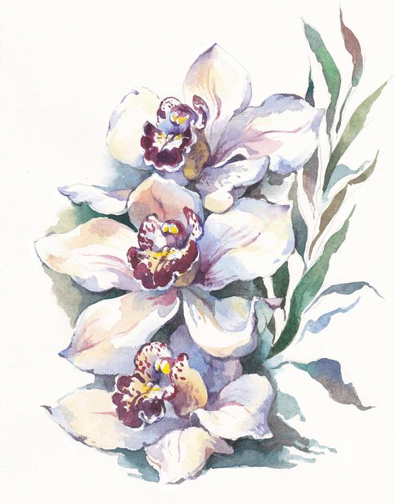 Orchidee / Aquarell