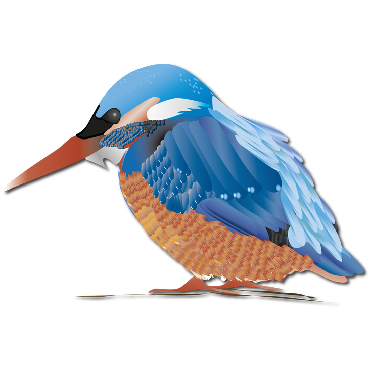 Eisvogel Illustration