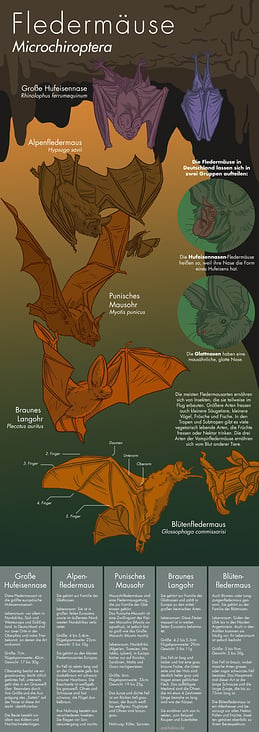 Fledermäuse Infoposter