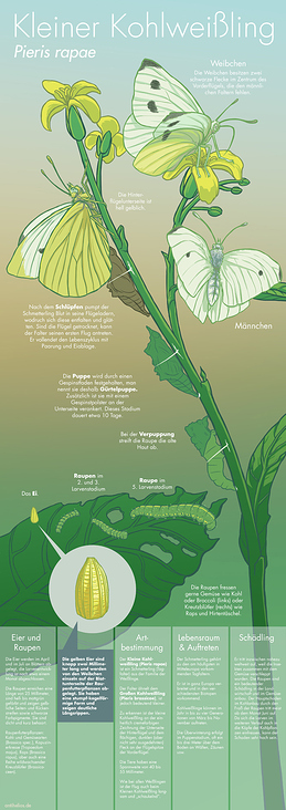 Kohlweissling  Infoposter