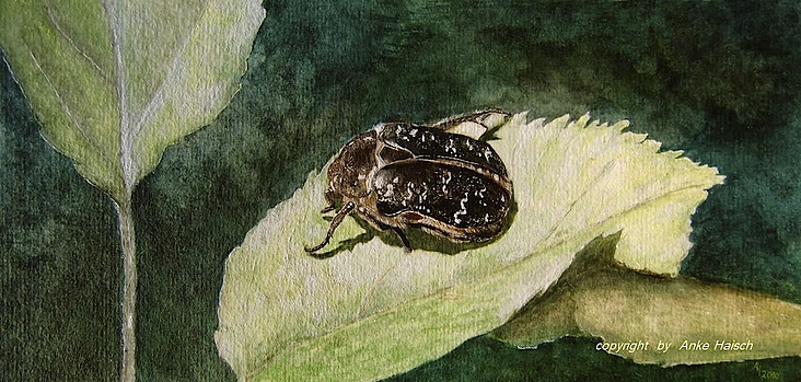 Käfer, Aquarell auf Papier