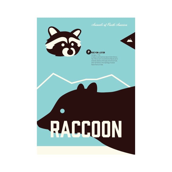 Raccoon