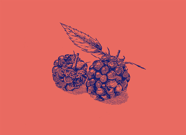 Illustration „blackberries“